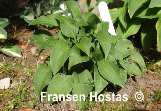 Hosta Tom Thumb